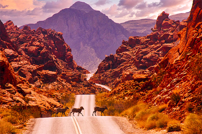 Bighorn sheep walking along road at Valley of Fire State Park